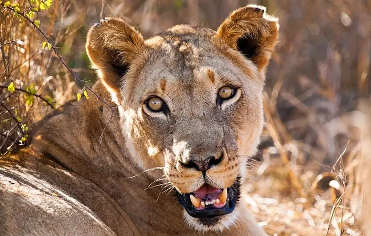 a female lion